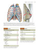 TNM Atlas de Estadificación con Oncoanatomía - Rubin / Hansen