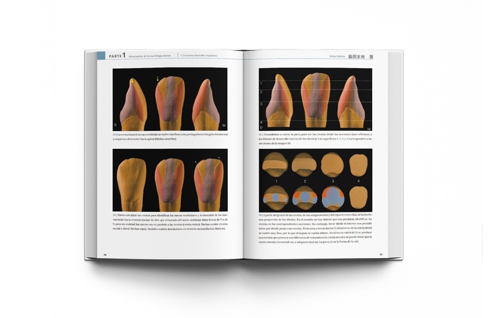 La Guía Definitiva para la Morfología Dental....