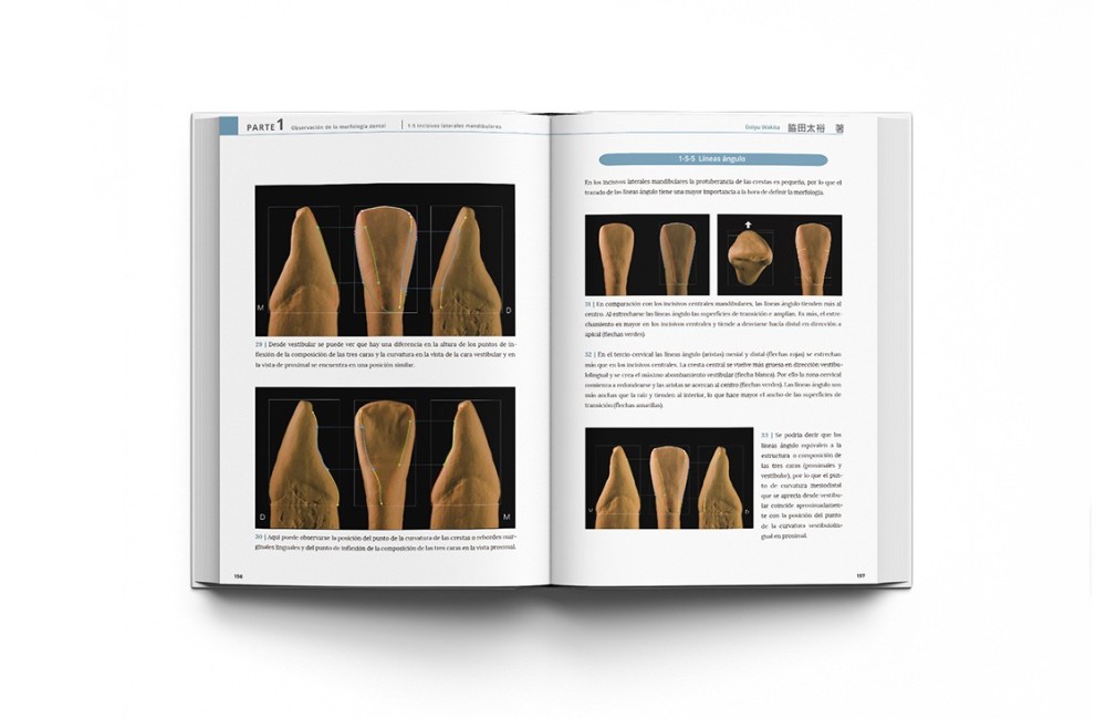 La Guía Definitiva para la Morfología Dental....
