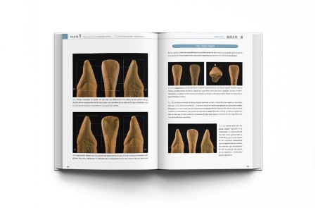 La Guía Definitiva para la Morfología Dental. Morfología de los Dientes Naturales 2 (Avanzado)