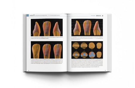La Guía Definitiva para la Morfología Dental. Morfología de los Dientes Naturales 1