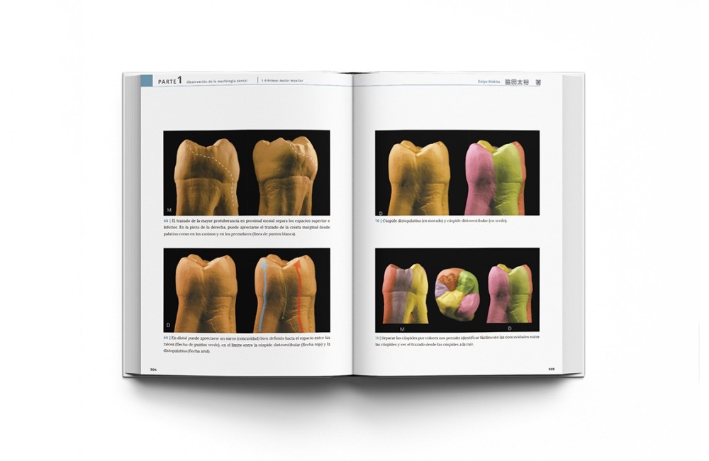 La Guía Definitiva para la Morfología Dental....
